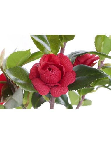 PLANTA PVC EVA 23X18X37 ROSAL ROJO