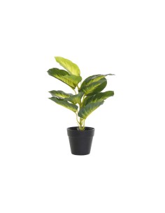 PLANTA PVC PP 25X25X30 DIEFEMBAQUIA VERDE