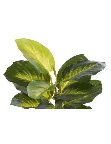 PLANTA PVC PP 25X25X30 DIEFEMBAQUIA VERDE