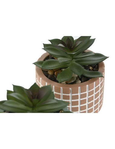 PLANTA CEMENTO PE 8X8X10 2 SURT.