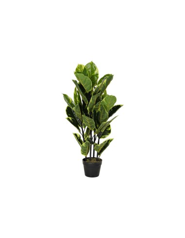 PLANTA PE 40X40X90 HEVEA VERDE