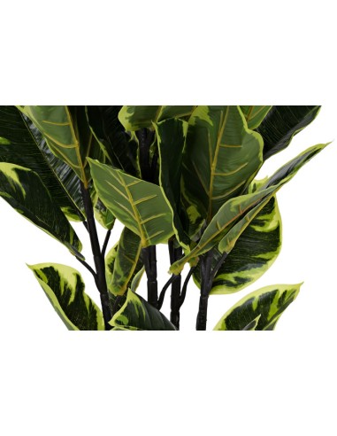 PLANTA PE 40X40X90 HEVEA VERDE