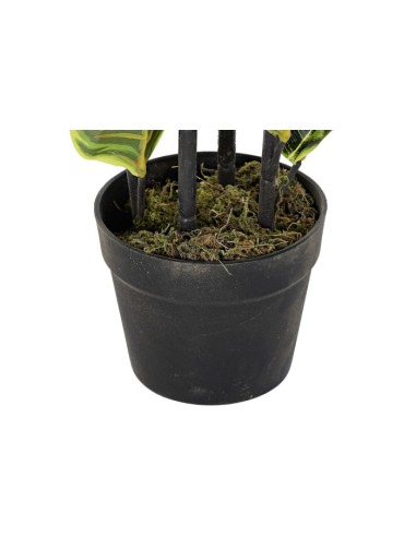 PLANTA PE 40X40X90 HEVEA VERDE