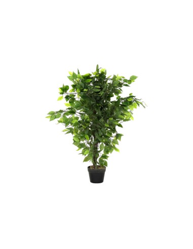 PLANTA PE 50X50X90 FICUS VERDE