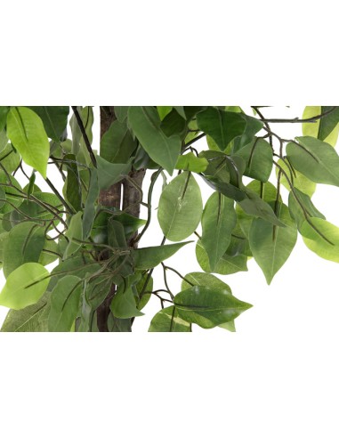 PLANTA PE 50X50X90 FICUS VERDE