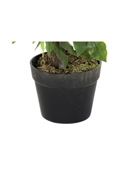PLANTA PE 50X50X90 FICUS VERDE