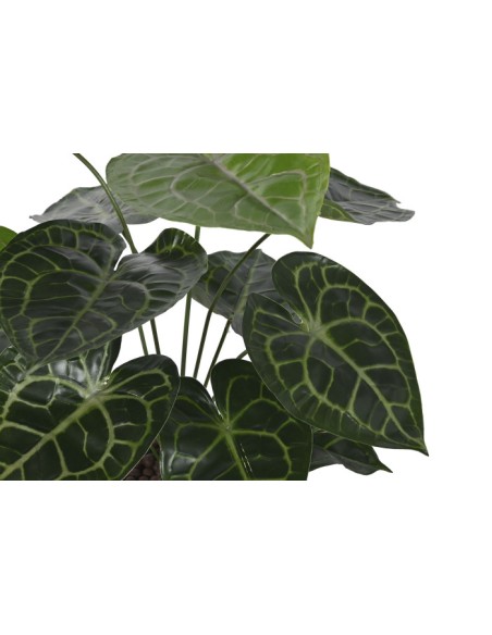 PLANTA PE 30X30X55 CALATHEA VERDE