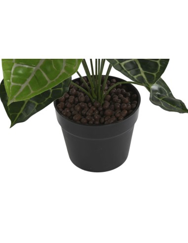 PLANTA PE 30X30X55 CALATHEA VERDE