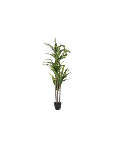PLANTA PE 80X80X150 DRACAENA VERDE