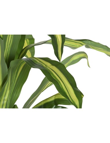 PLANTA PE 80X80X150 DRACAENA VERDE