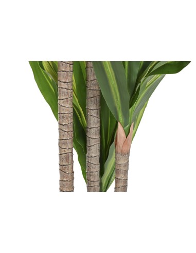 PLANTA PE 80X80X150 DRACAENA VERDE