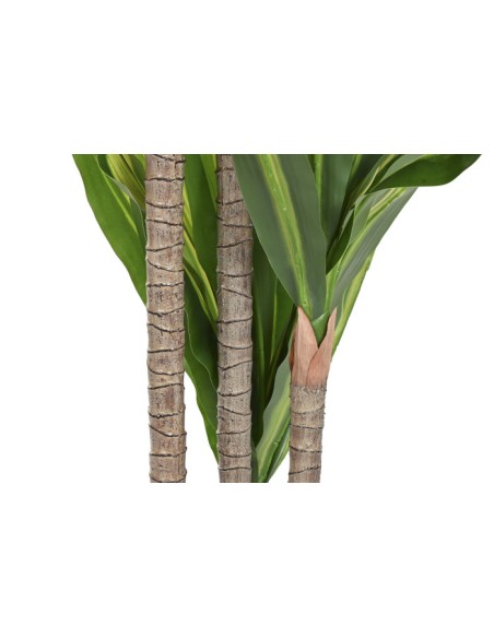 PLANTA PE 80X80X150 DRACAENA VERDE