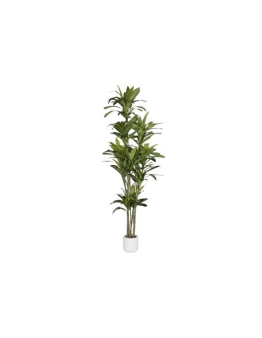 ARBOL PE 68X80X205 DRACAENA FRAGANS VERDE