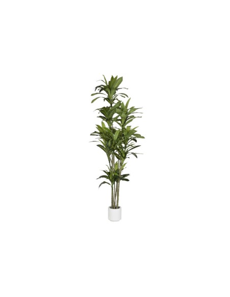 ARBOL PE 68X80X205 DRACAENA FRAGANS VERDE