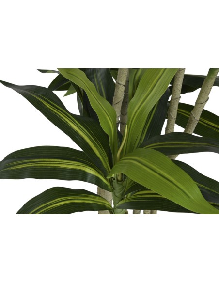 ARBOL PE 68X80X205 DRACAENA FRAGANS VERDE