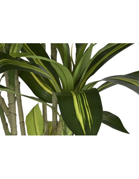ARBOL PE 68X80X205 DRACAENA FRAGANS VERDE
