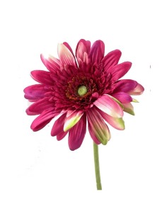 GERBERA X1 M.P. FUCSIA 54CM