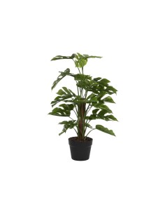 PLANTA PE 30X30X60 MONSTERA VERDE