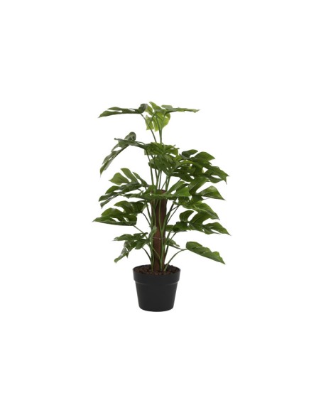 PLANTA PE 30X30X60 MONSTERA VERDE