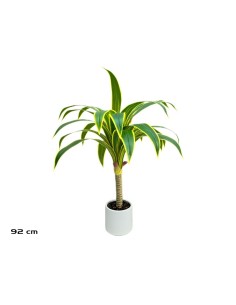 ARBOL DRACENA  (Y) - 92 CM