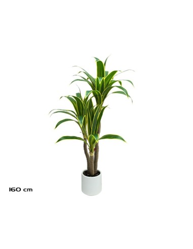 ARBOL DRACENA  (Y) X 3 - 160 CM