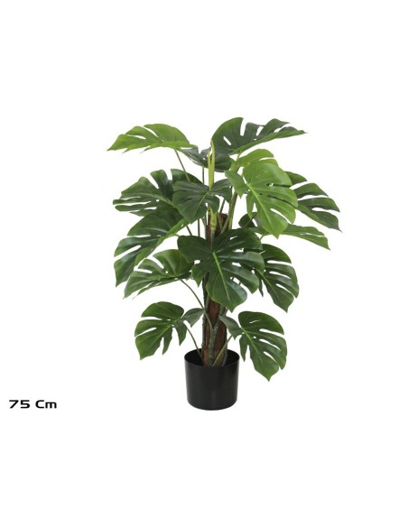 PLANTA MONSTERA X 18 T/ COCO (F) 75 CM