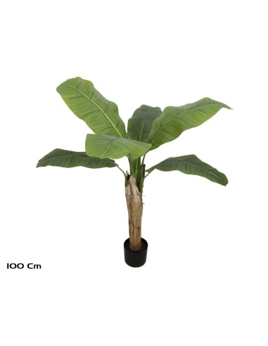 PLANTA PLATANERO 6 LVS R/T (F) - 100 CM