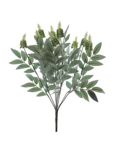 RAMO DRIMIOPSIS 7427-01