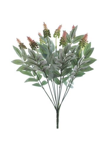 RAMO DRIMIOPSIS 7427-12