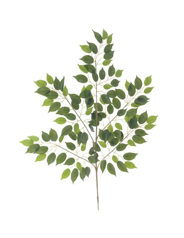 FICUS MINI (T.N) (2104-09