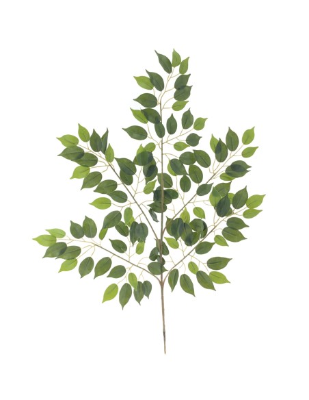 FICUS MINI (T.N) (2104-09