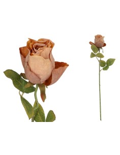 VARA CAPULLO DRIED - 50 CM (OCRE)