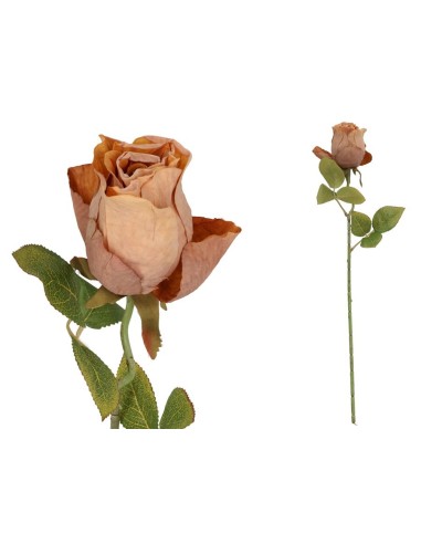 VARA CAPULLO DRIED - 50 CM (OCRE)