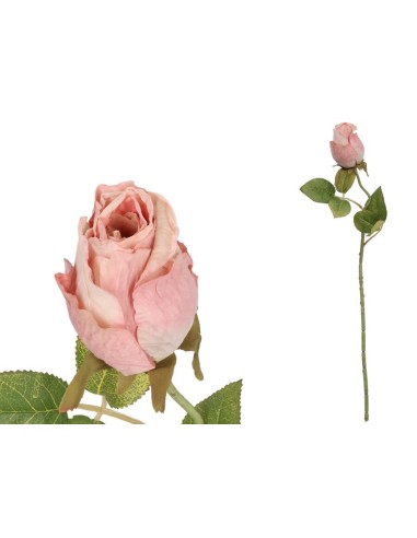 VARA CAPULLO DRIED - 50 CM (ROSA)