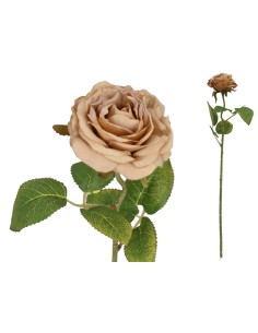 VARA ROSA DRIED - 50 CM (CAFE)