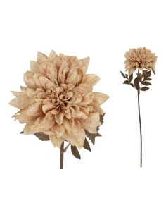 VARA DALIA DRIED - 54 CM (CAFE)