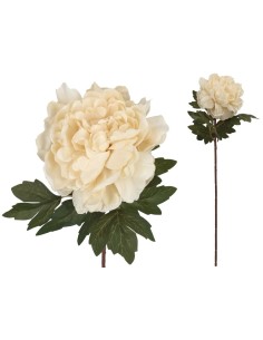 VARA PEONIA DRIED - 57 CM (CREMA)