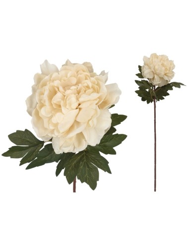 VARA PEONIA DRIED - 57 CM (CREMA)