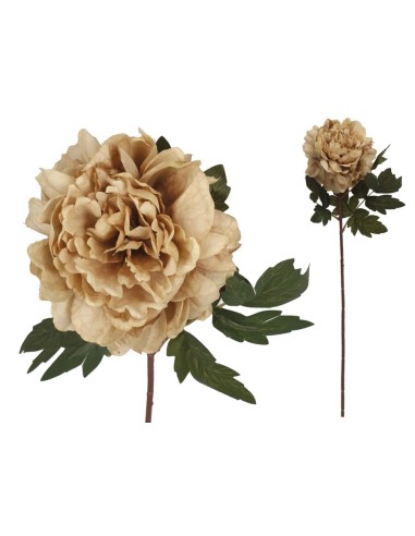 VARA PEONIA DRIED - 57 CM (CAFE)