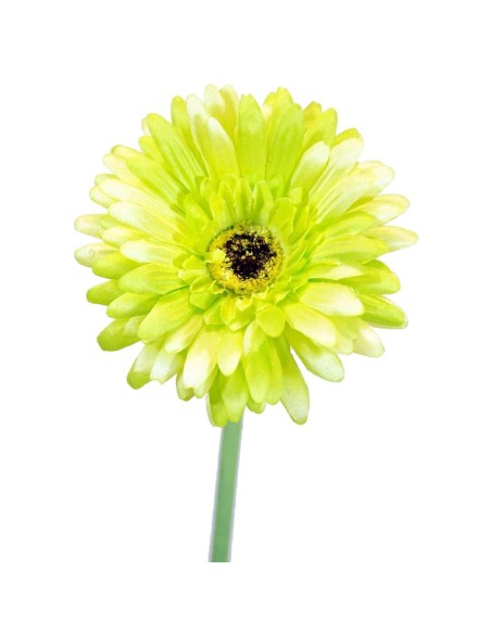 GERBERAX1 SATEN VERDE 60cm(10)