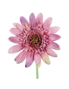 GERBERAX1 M.P.FUSHIA 54cm(8cm)