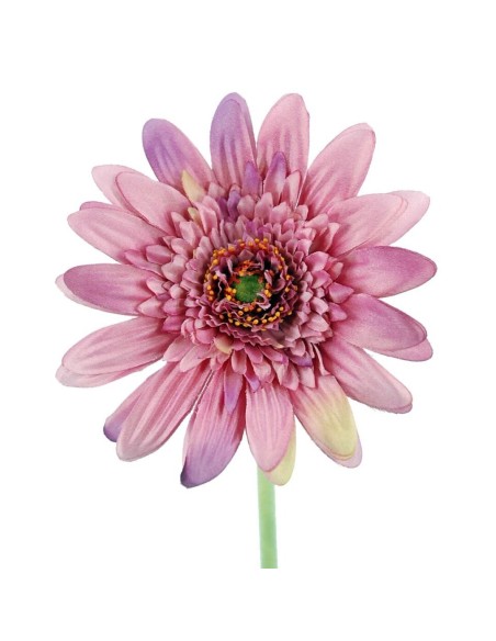 GERBERAX1 M.P.FUSHIA 54cm(8cm)