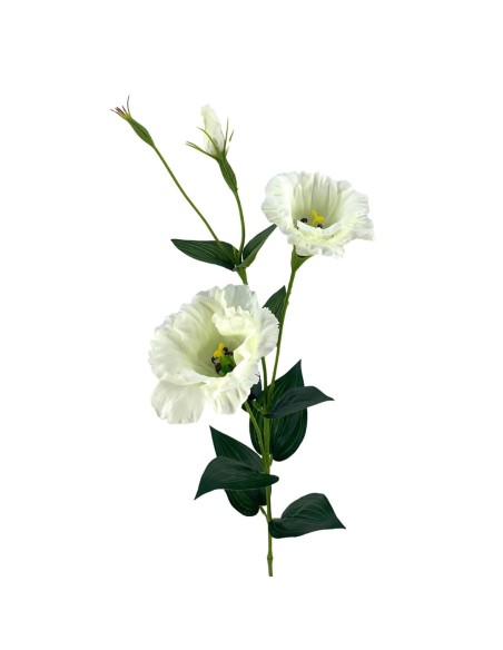 R.LISANTHUN X2 CREMA 82cm(7cm)