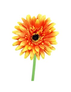 GERBERAX1 SATEN NARAN.60cm(10)