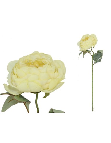 VARA PEONIA DRIED - 50 CM (AMARILLO)