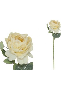 VARA PEONIA DRIED - 50 CM (OCRE)