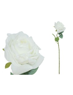 VARA ROSA DRIED - 51 CM (BLANCO)