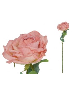 VARA ROSA DRIED - 51 CM (FUCSIA)