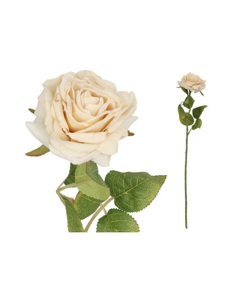 VARA ROSA DRIED - 50 CM (CREMA)