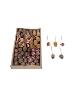 LEUCODENDRON SURTIDO 70UD EN BANDEJA